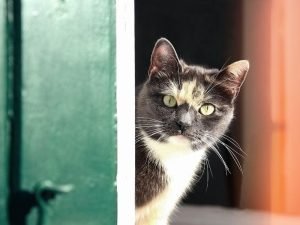 Redes de segurança para creches em Vitória