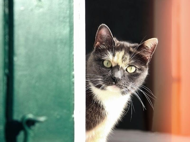 Redes de segurança para creches em Vitória