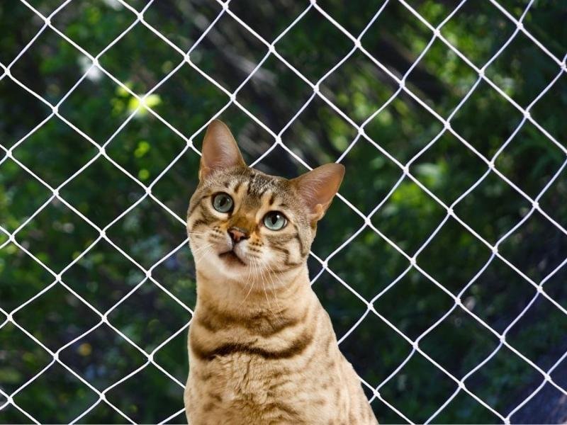 Instalação de rede de proteção em Vitória