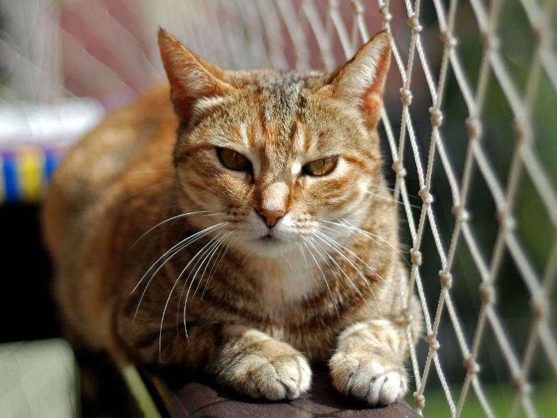 Proteja crianças com tela de proteção em Vitória
