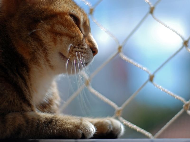 Proteja animais com tela de proteção em Horto, Vitória